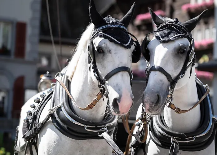 Grand Zermatterhof Hotell 5*